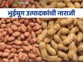 Groundnut Market भुईमूग दरात घसरण; वाचा काय मिळतोय दर - Marathi News | Groundnut Market Fall in Groundnut Prices; Read what rates are available | Latest agriculture News at Lokmat.com