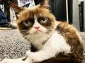 'ग्रुम्पी' मांजरीचे निधन; पाहा फोटो... - Marathi News | see funny photos of social media star grumpy cat. she died at 7 | Latest social-viral Photos at Lokmat.com