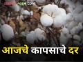 कापसाला किती मिळतोय दर? जाणून घ्या सविस्तर - Marathi News | maharashtra agriculture farmer cotton rates today market yard price | Latest agriculture News at Lokmat.com
