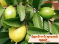 पेरू तर अनेकदा खाल्ले असतील आता पेरूच्या पानांचे फायदे जाणून घ्या, वाचाल तर रोज खाल! - Marathi News | Amazing health benefits of eating Guava Leaves on empty stomach | Latest health News at Lokmat.com