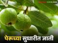 पेरू लावायचं नियोजन करताय, कोणत्या जाती निवडाल? - Marathi News | When planning to plant Guava, which variety will you choose? | Latest agriculture News at Lokmat.com