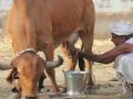 पोशिंदाच दुधाच्या शोधात.. - Marathi News | In search of invisible milk .. | Latest solapur News at Lokmat.com