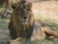 गुजरातचा सिंह लवकरच येणार मुंबईत - Marathi News | Gujarat's lion will soon come to Mumbai | Latest mumbai News at Lokmat.com