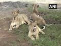गीरच्या जंगलात गेल्या 11 दिवसात 11 सिंहांचा मृत्यू - Marathi News | 11 lions have died in Gir forest in the past 11 days. | Latest national News at Lokmat.com