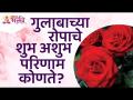 गुलाबाच्या रोपाचे शुभ-अशुभ परिणाम कोणते? What are the Good and Bad effects of Rose Plant? - Marathi News | What are the pros and cons of rose plant? What are the Good and Bad effects of Rose Plant? | Latest bhakti Videos at Lokmat.com
