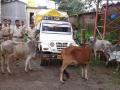 गुरांची अवैैध वाहतूक करणारे जेरबंद - Marathi News |  Garbage unguarded cattle | Latest nandurbar News at Lokmat.com