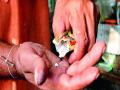 गुटख्यामध्ये घातक रसायने, कारवाईची शिफारस - Marathi News | Hazardous chemicals in gutka, recommendation of action | Latest pune News at Lokmat.com