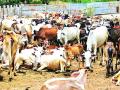 पालीमध्ये पशुधन अधिकाऱ्यांची वानवा - Marathi News | Livestock officers in Pali | Latest raigad News at Lokmat.com