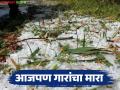 Maharashtra Rain Update : राज्यात पुन्हा होणार गारांचा मारा; 'या' १२ जिल्ह्यांत पावसाचा ऑरेंज अलर्ट - Marathi News | Maharashtra Rain Update : Hailstorms will hit the state again; Orange alert for rain in these 12 districts | Latest agriculture News at Lokmat.com