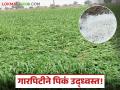 Hailstorm Crop Damage : लातूरमध्ये अचानक हवामान बदल; काढणीच्या तोंडावर वादळी पावसाचा तडाखा! - Marathi News | latest news Hailstorm Crop Damage: Sudden weather change in Latur; Stormy rain hits on the eve of harvest! | Latest agriculture News at Lokmat.com
