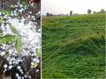 मराठवाड्यात गारपीट; फळबागा, खरीप पिकांचे अतोनात नुकसान - Marathi News | Hailstorm in Marathwada; Excessive damage to fruit farming and kharif crops | Latest chhatrapati-sambhajinagar News at Lokmat.com