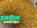 Halad Bajar Bhav Sangli : सांगली बाजार समितीत हळदीची आवक घटली; कोणत्या हळदीला किती दर? वाचा सविस्तर - Marathi News | Halad Bajar Bhav Sangli : Arrival of turmeric in Sangli Market Committee decreased; What is the price of which turmeric? Read in detail | Latest agriculture News at Lokmat.com