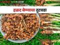 हळदीच्या बेण्याला पाच हजार रुपये क्विंटलचा भाव; दुसरीकडे बेण्याचा जाणवतोय तुटवडा - Marathi News | Price of quintal of turmeric seed is five thousand rupees; the other side, there is a shortage of turmeric seed | Latest agriculture News at Lokmat.com