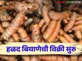 हळदीच्या क्षेत्रात वाढ होण्याची शक्यता; बियाणाचा दर वाढला - Marathi News | Potential for growth in turmeric sector; | Latest agriculture News at Lokmat.com