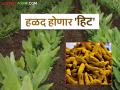 Kharif Season : हळद होणार हिट; सोयाबीनला लागणार का 'ब्रेक'? वाचा सविस्तर - Marathi News | latest news Kharif Season: Turmeric will be a hit; Will soybeans need a 'break'? Read in detail | Latest agriculture News at Lokmat.com