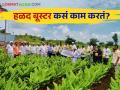 Turmeric Booster : हळद बूस्टर वापरण्याची पद्धत, त्याचे फायदे काय? जाणून घ्या सविस्तर  - Marathi News | Latest News Use of 'Turmeric booster' for micronutrients in halad crop see details | Latest agriculture News at Lokmat.com