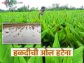 Halad Crop Crisis : हळदीत अजूनही ओल; खर्च वाढला, उत्पन्न घटलं! - Marathi News | latest news Halad Crop Crisis: Halad is still wet; Costs have increased, income has decreased! | Latest agriculture News at Lokmat.com