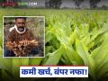 Farmer Success Story : नोकरी कशाला? फक्त अडीच एकर शेतीतून कमावले १८ लाख; जाणून घ्या या सुभाषरावांचे 'हळद' गुपित! - Marathi News | latest news Farmer Success Story: Why a job? Earned 18 lakhs from just 2.5 acres of farming; Know the 'turmeric' secret of this Subhash Rao! | Latest agriculture News at Lokmat.com