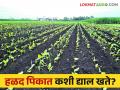 हळद पिकासाठी खतांचे डोस कसे द्याल वाचा सविस्तर - Marathi News | How to give dose of fertilizers for turmeric crop read in detail | Latest agriculture News at Lokmat.com