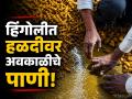 भाव पडले त्यात अवकाळीचा फटका; हिंगोलीत शेतकऱ्यांची दाणादाण, हजारो क्विंटल हळद भिजली - Marathi News | Unseasonal Rain Damages Turmeric at Hingoli APMC; Farmers Face Double Blow as Prices Drop | Latest hingoli News at Lokmat.com