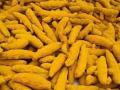हळदीचे ब्रॅण्डिंग सांगलीला, संशोधन केंद्र मात्र हिंगोलीला - Marathi News | The government approved the establishment of the first Turmeric Research Center in Maharashtra at in Wasmat Hingoli District | Latest sangli News at Lokmat.com