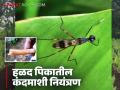 हळद पिकात कंदमाशी कशी नुकसान करते? नियंत्रणासाठी करा हे चार सोपे उपाय - Marathi News | How does rhizome fly damage to turmeric tuber? Follow these four simple steps to control it | Latest agriculture News at Lokmat.com