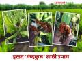 Halad Kand Kuj : हळद पिकातील कंदमाशी, करपा व कंदकुजचे कसे कराल व्यवस्थापन - Marathi News | Halad Kand Kuj : How to manage kandamshi, karpa and kandkuj in turmeric crop | Latest agriculture News at Lokmat.com