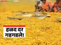 Halad Market : हळदीचे दर कोसळले; आठवड्यातच 'इतक्या' रुपयांची घसरण वाचा सविस्तर - Marathi News | latest news Halad Market : Turmeric prices fall; fall by 'so much' rupees in a week, read in detail | Latest agriculture News at Lokmat.com