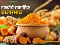 Halad Market : हळदीच्या आवकेत आणि किंमतीत घट, वाचा मागील आठवड्यातील दर  - Marathi News | Latest News Market Update Decrease in turmeric supply and price, read last week's prices | Latest agriculture News at Lokmat.com