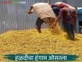 Halad Market : हिंगोलीत हळदीची आवक मंदावली; बाजार समितीने दिला 'हा' सल्ला वाचा सविस्तर - Marathi News | latest news Halad Market: Halad arrivals slow in Hingoli; Market Committee advises 'this' read in details | Latest agriculture News at Lokmat.com
