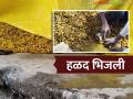 Halad Market Hingoli : अवकाळीचा घाला! हळदीसोबत शेतकऱ्यांची आशाही वाहून गेली - Marathi News | latest news Halad Market Hingoli: Untimely harvest! Farmers' hopes also washed away along with turmeric | Latest agriculture News at Lokmat.com