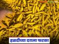 यंदा २० हजाराचा टप्पा गाठलेल्या हळदीच्या दरावरही युद्धाचा परिणाम; सद्या काय मिळतोय दर? - Marathi News | The war has also affected the price of turmeric, which has reached the 20,000 mark this year; What is the price being paid now? | Latest agriculture News at Lokmat.com