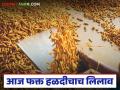 Halad Market : रिसोड बाजार समितीचा मोठा निर्णय; आज फक्त हळदीचाच लिलाव! - Marathi News | latest news Halad Market: Big decision of Risod Market Committee; Only turmeric auction today! | Latest agriculture News at Lokmat.com