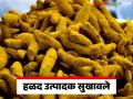 Halad Market : वर्षभरानंतर हळदीला झळाळी; वसमत बाजारात दर 'इतक्या' हजारांवर वाचा सविस्तर - Marathi News | latest news Halad Market: Turmeric is on the rise after a year; Price in Vasmat Market is 'so many' thousands Read in detail | Latest agriculture News at Lokmat.com
