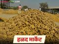 Halad Market Update: दहा दिवसानंतर लिलाव; वाशिम बाजारात हळदीची आवक घटली! वाचा सविस्तर - Marathi News | Halad Market Update: latest news Auction after ten days; Halad arrivals in Washim market decrease! Read in detail | Latest agriculture News at Lokmat.com