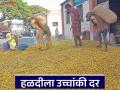 Halad Market : वाशिम बाजार समितीत हळदीला उच्चांकी दर; मागणीचा मिळतोय फायदा - Marathi News | latest news Halad Market: High price of turmeric in Washim Market Committee; Benefiting from demand | Latest agriculture News at Lokmat.com