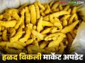 Halad Market Update : हळदीच्या दर घसरले, मागील आठवड्यात सांगली बाजारात बाजारभाव कसे होते?  - Marathi News | Latest News Halad Market Update Turmeric prices down, market price in Sangli market last week  | Latest agriculture News at Lokmat.com