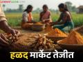 राजापुरी हळद खातेय भाव; युद्धजन्य परिस्थिती असूनही 'या' बाजारात हळदीचे दर तेजीत - Marathi News | Rajapuri turmeric price hike; Despite war-like situation, turmeric prices are rising in 'this' market | Latest agriculture News at Lokmat.com