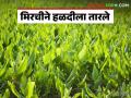 Crop Management : कृषी विभागाचे सर्वेक्षण ; हळदीला करप्यापासून संरक्षणासाठी मिरची फायदेशीर...! - Marathi News | Crop Management : Chili is beneficial for protecting turmeric from carp...! | Latest agriculture News at Lokmat.com