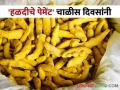 हळद विक्रीचे पेमेंट मिळतेय चाळीस दिवसांनी; खरेदीदारांकडून मिळेनात शेतकरी बांधवांना वेळेवर पैसे - Marathi News | Payment for sale of turmeric is received after forty days; Farmers not get timely payment from buyers | Latest agriculture News at Lokmat.com