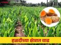 Turmeric Crop : शेतकऱ्यांचा हळद पिकाकडे कल वाढला - Marathi News | Turmeric Crop : Farmers' inclination towards turmeric crop increased | Latest agriculture News at Lokmat.com