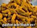 Halad Bajar Bhav: हळदीच्या दरात सुधारणा; बाजारात प्रतिक्विंटल असा मिळाला दर वाचा सविस्तर - Marathi News | Halad Bazaar Bhav: latest news Improvement in Halad prices; Price per quintal found in the market Read in detail | Latest agriculture News at Lokmat.com