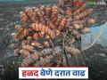 Turmeric Seed: हळद बेण्याच्या दरात वाढ; शेतकऱ्यांना मिळाला दिलासा वाचा सविस्तर - Marathi News | | Latest agriculture News at Lokmat.com