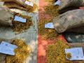 सांगली बाजार समितीमध्ये हळदीच्या ऑनलाईन लिलावास सुरूवात - Marathi News | Online auction of turmeric starts in Sangli Bazaar Samiti | Latest sangli News at Lokmat.com