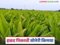 Farmer story : हळदीतून भगवानरावांनी केली सोनेरी किमया; मिळाले लाखांचे उत्पन्न - Marathi News | Turmaric crop farmer success story read in details | Latest agriculture News at Lokmat.com