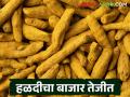 Halad Market : हळदीचा बाजार तेजीत; शेतकऱ्यांना दरवाढीचा फायदा वाचा सविस्तर - Marathi News | latest news Halad Market: Halad market is booming; Farmers benefit from price hike read in details | Latest agriculture News at Lokmat.com