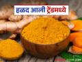 Halad Market Trend : मुंबईत हळदीचा दर ट्रेंडमध्ये, वाचा काय मिळतोय दर?  - Marathi News | Latest News Halad trend Turmeric price trending in Mumbai market see market prices | Latest agriculture News at Lokmat.com