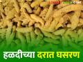 Turmeric Market Price वाशिमच्या बाजारात आवक वाढताच; हळदीच्या दरात घसरण - Marathi News | Turmeric Market Price As inflows into Washim's market increase; Fall in the price of turmeric | Latest agriculture News at Lokmat.com