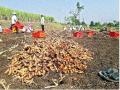 थंडी अन् करपाचा हळद पिकाला फटका : शेतकरी चिंताग्रस्त - Marathi News |  Crush cold and turmeric crop: farmers worried | Latest satara News at Lokmat.com