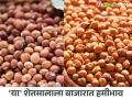Shetmal BajarBhav : शेतकऱ्यांना मिळतोय 'या' बाजारात हमीभाव वाचा सविस्तर - Marathi News | Shetmal BajarBhav: Farmers are getting guaranteed prices in 'this' market, read in detail | Latest agriculture News at Lokmat.com